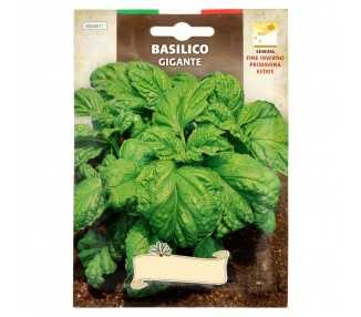 Semillas Aromaticas Albahaca Gigante (5 gramos) Horticultura, Horticola, Semillas Huerto.
