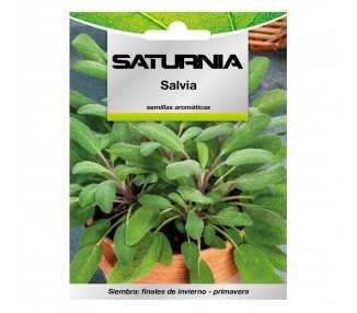 Semillas Aromaticas Salvia (1 gramo) Horticultura, Horticola, Semillas Huerto.